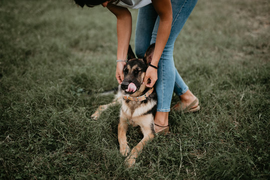 Cute german shepherd on green park with owner