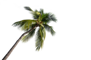 Obraz na płótnie Canvas Coconut palm tree isolated on white background.