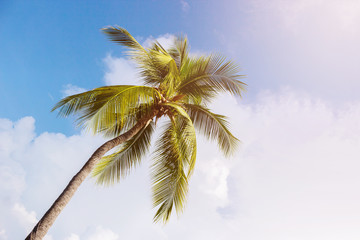 Fototapeta na wymiar Coconut palm trees, beautiful tropical background