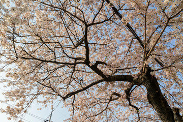 Beautiful cherry tree blossom in downtown