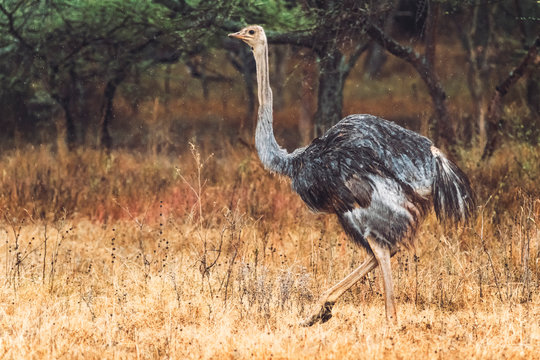 Herd of wild ostriches standing in dry grass of wonderful savanna in national park in Ethiopia