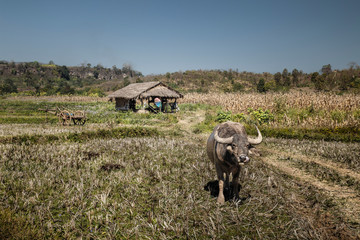 Bufalo de agua y cabaña en myanmar