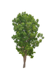 Fototapeta premium big green trees isolated on white background, tropical trees isolated used for design, advertising and architecture