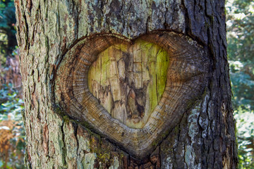 Heart in tree bark