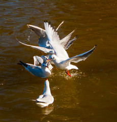 Gulls in the water fight.