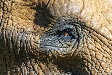 Fototapeta premium An elephant eye, skin, texture and wrinkles, detail