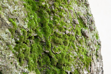 Moss on a tree trunk