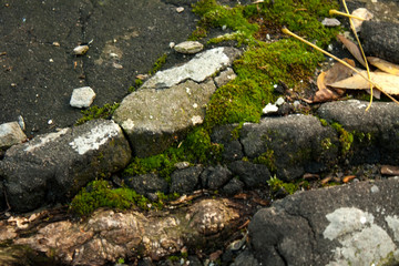 Moss on the asphalt
