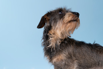 Full body closeup of a bi-colored longhaired  wire-haired Dachshund dog with beard and moustache isolated on a blue background