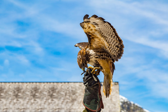 eine Falke sitzt auf einem Handschuh von einem Falkner	