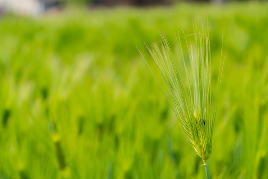 Close up shot of green grass