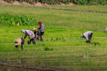 Fototapeta premium Reisbauern auf dem Feld bei der Arbeit in Thailand