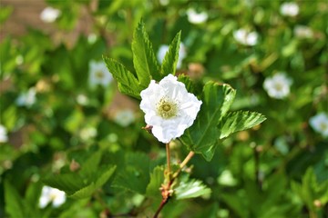 Fototapeta premium 木苺 花