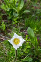 eine Blume (Kuhschelle) auf einer Wiese