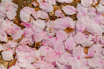 Many cherry flower petal on ground