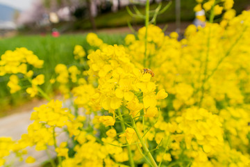 Close up shot of a bee working on rape flower