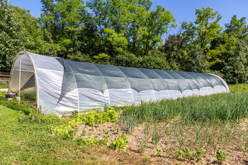 Young vegetables growing in the garden