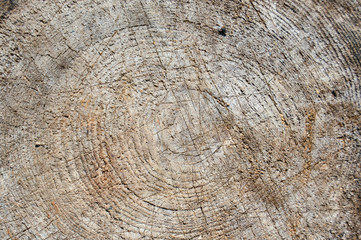 Fototapeta premium Round saw cut wood. background. Close-up