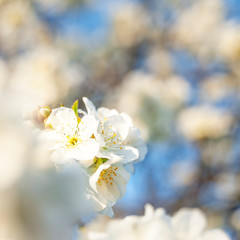 Cherry blossom in spring