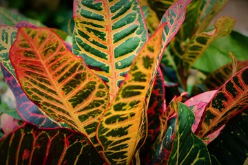 colores de la naturaleza