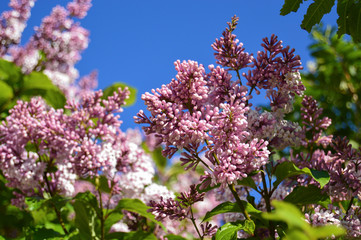 Lilac flowers on blue sky background in spring. Close-up