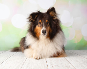 Shetland Sheepdog in Studio Portrait Lying Down