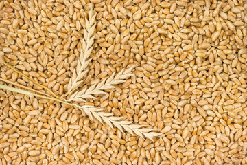 Wheat isolated on white background, top view