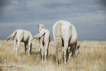 Plakat white horse family in the middle of nature