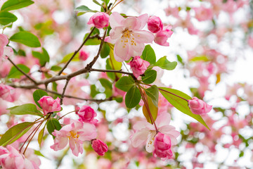 Naklejka na ściany i meble Close up shot of a cherry tree blossom