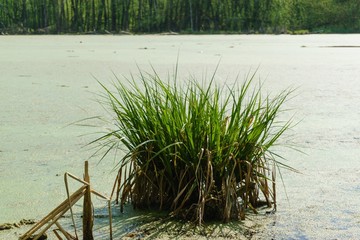 reeds in the lake