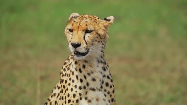 Portrait of a cheetah
