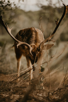 Young wapiti with large antlers chewing green leaves from the ground while grazing on blurred background of nature