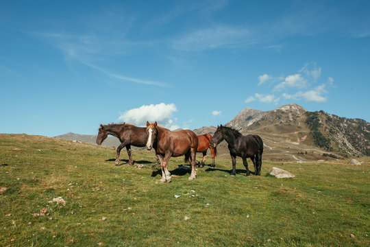 Beautiful horses standing in wonderful meadow on a sunny day with blue sky