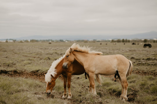 Two beautiful horses eating dry grass while standing in wonderful meadow on autumn day