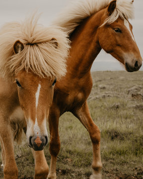 Close-up view of two beautiful horses eating dry grass while standing in wonderful meadow on autumn day