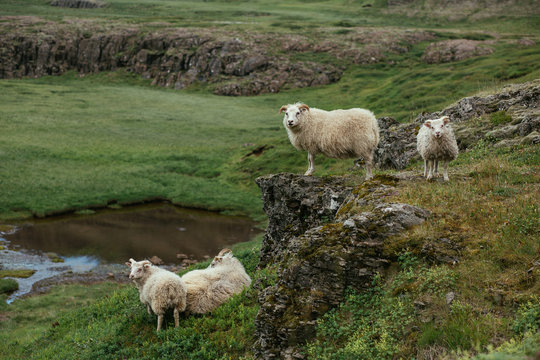Herd of male sheep standing on rocky and green scenario in nature