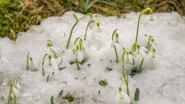 Snow is melting and snowdrops flower blooming fast in early spring nature