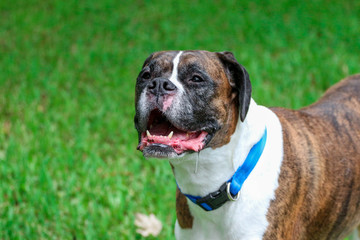 Happy Excited Boxer Dog