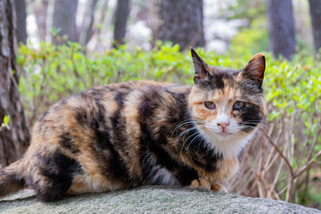 Close up shot of a beautiful wild cat