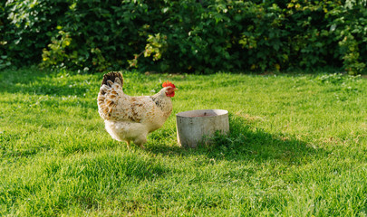 hen drinking water. white hen stands on grass in garden and looking at camera. free-range chicken.