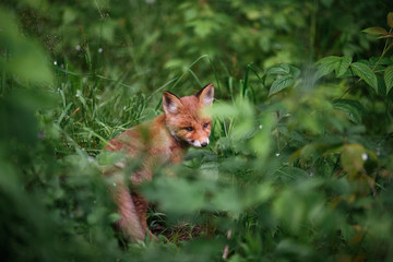 A little charming lonely red fox cub walks in the thick grass of a wild forest