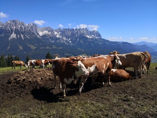 Am wilden Kaiser