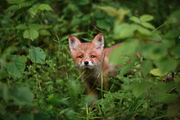 A small charming cub of red fox looks at the frame with interest, looking out of the thick grass of the wild forest