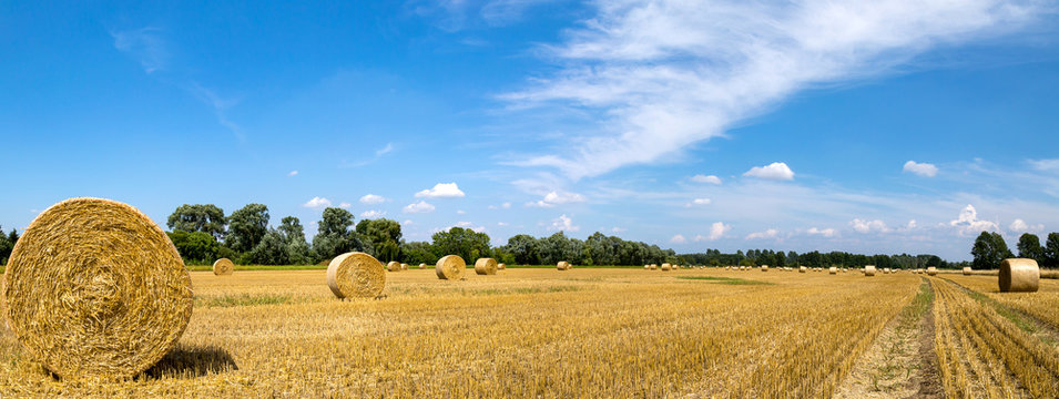 ein gro&szlig;es Feld mit vielen Strohballen, Erntezeit