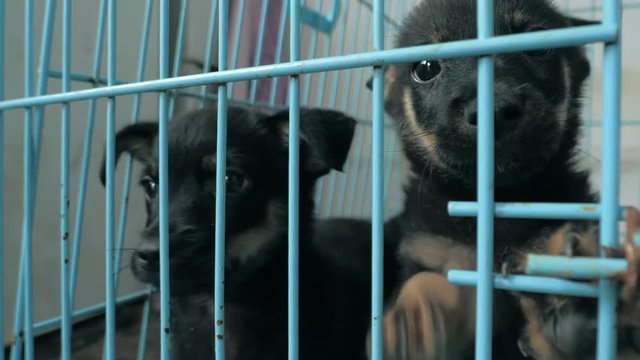 Close-up of sad puppies in shelter behind fence waiting to be rescued and adopted to new home. Shelter for animals concept