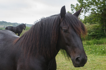 Head of a black merens horse in a field © oceane2508