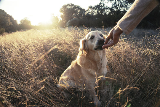 Crop woman giving treat to adorable retriever sitting on grass in golden sunset light