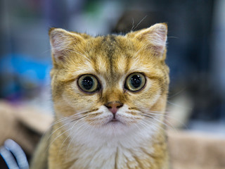 Portrait of happy joyful cat breed Golden chinchilla. Selective, focus. Pets Leisure Hobbies.