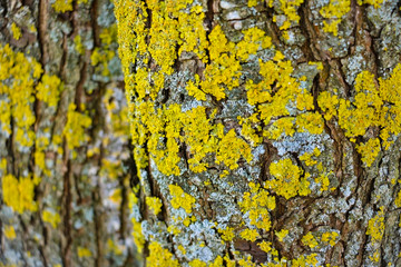 Lichen growing on the bark of a tree close-up, preparation for designers.