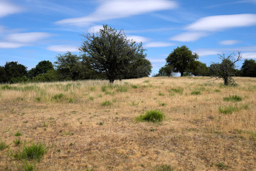 Ausgetrocknete Graslandschaft und trockene Böden wegen ausbleibendem Regen in der Eifel Anfang Juli 2019 - Stockfoto